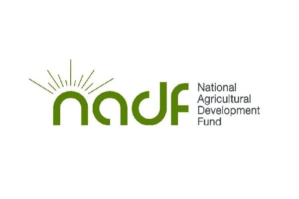 After floods, NADF rolls out onion intervention for 600 farmers in Sokoto